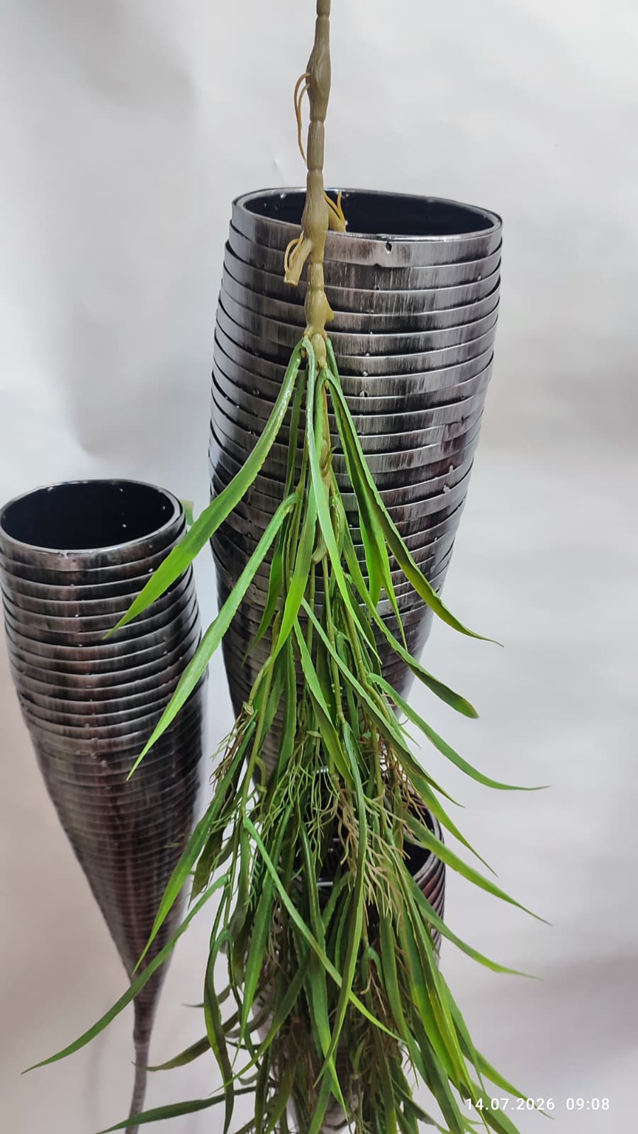 Plante Curgatoare