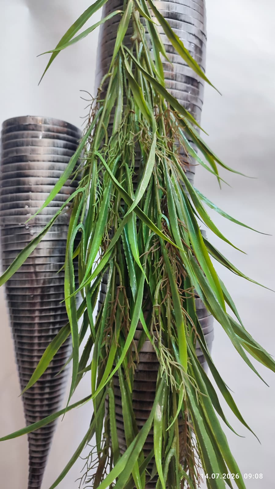 Plante Curgatoare
