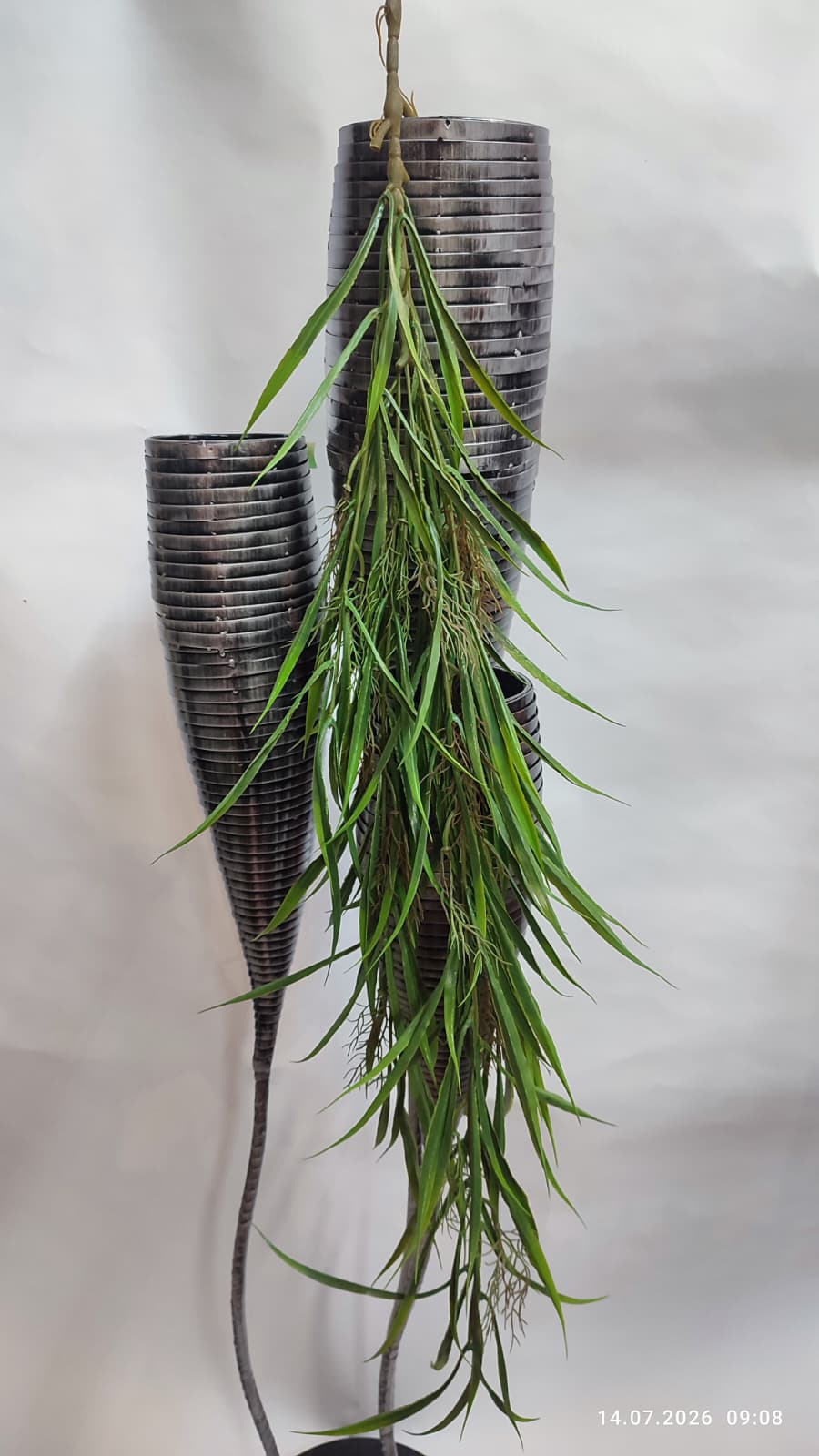 Plante Curgatoare