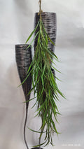Plante Curgatoare