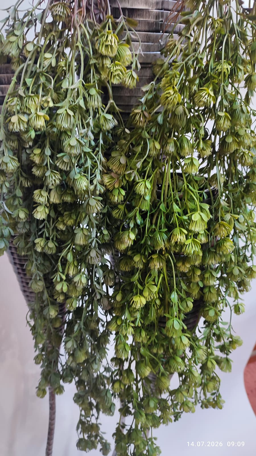 Plante Curgatoare