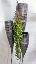 Plante Curgatoare