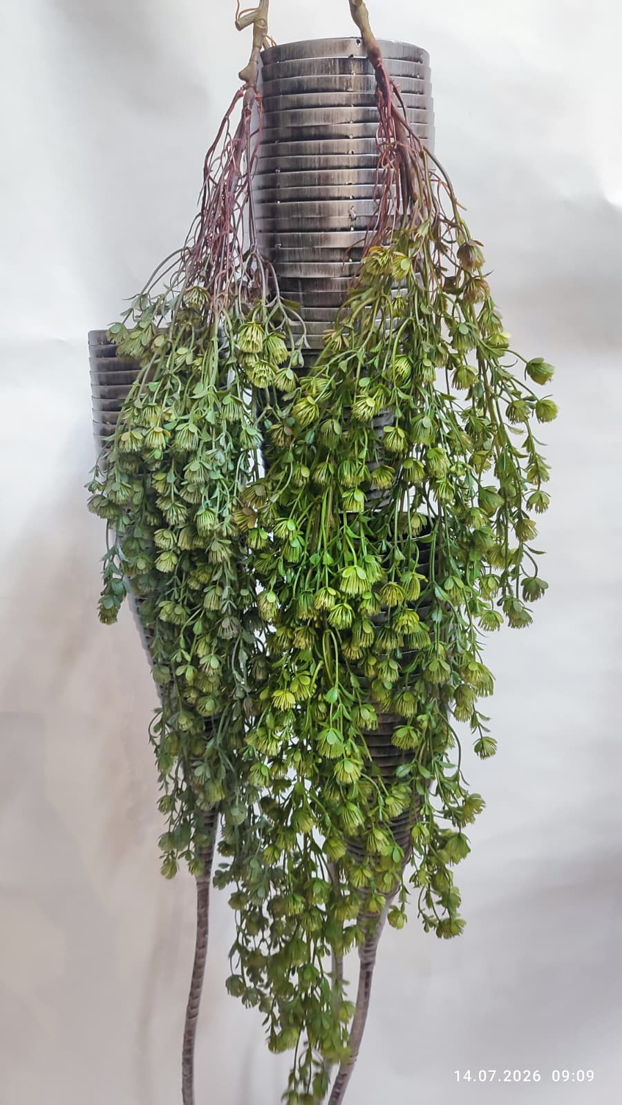 Plante Curgatoare