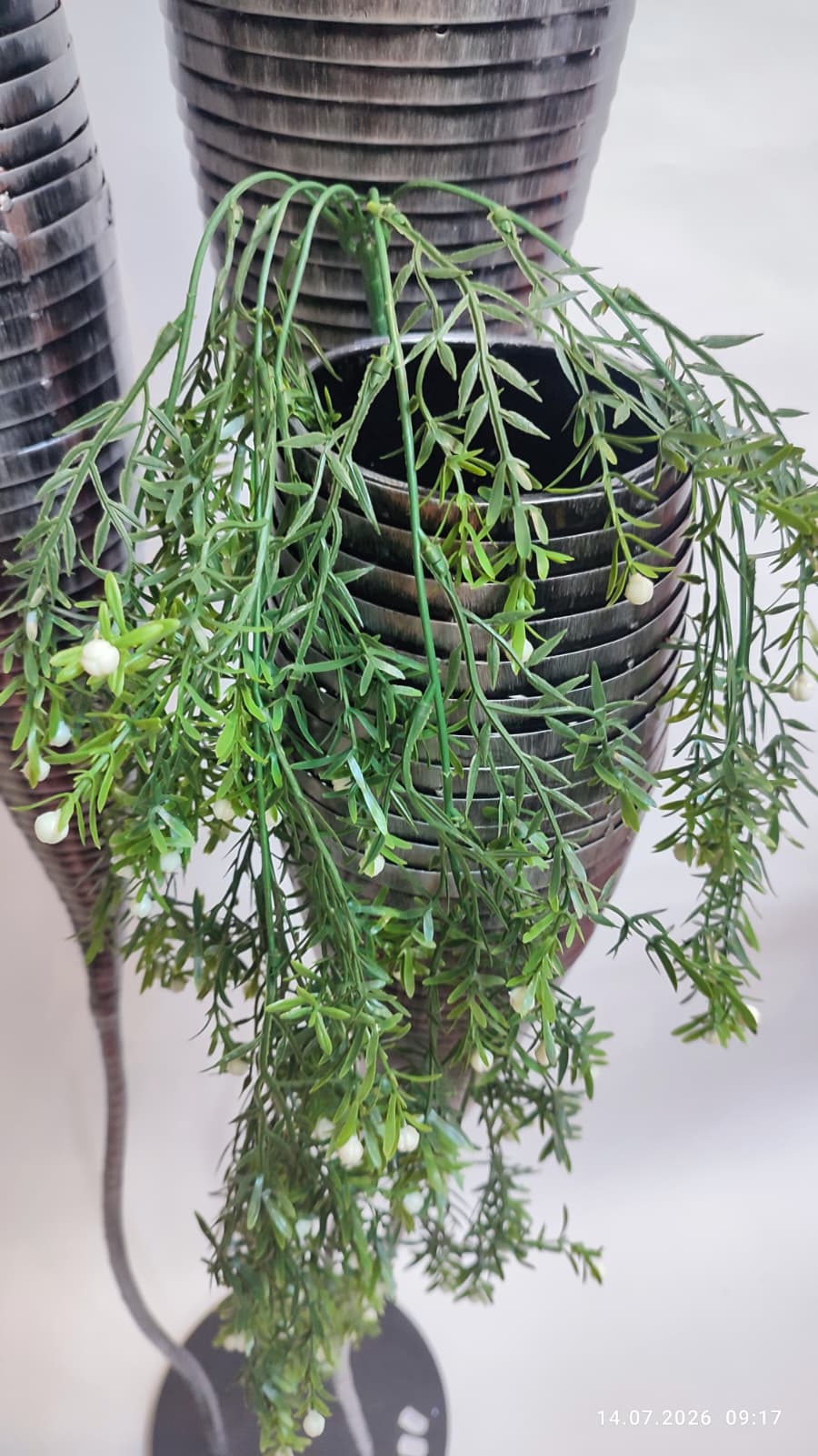 Plante Curgatoare