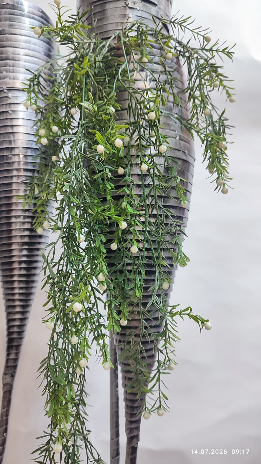 Plante Curgatoare