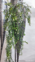 Plante Curgatoare