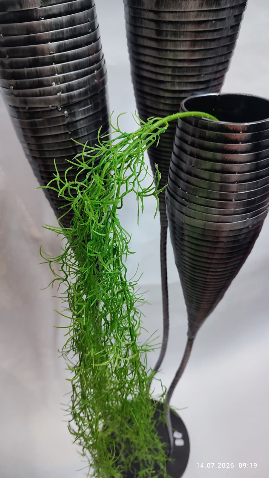 Plante Curgatoare