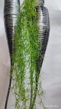 Plante Curgatoare