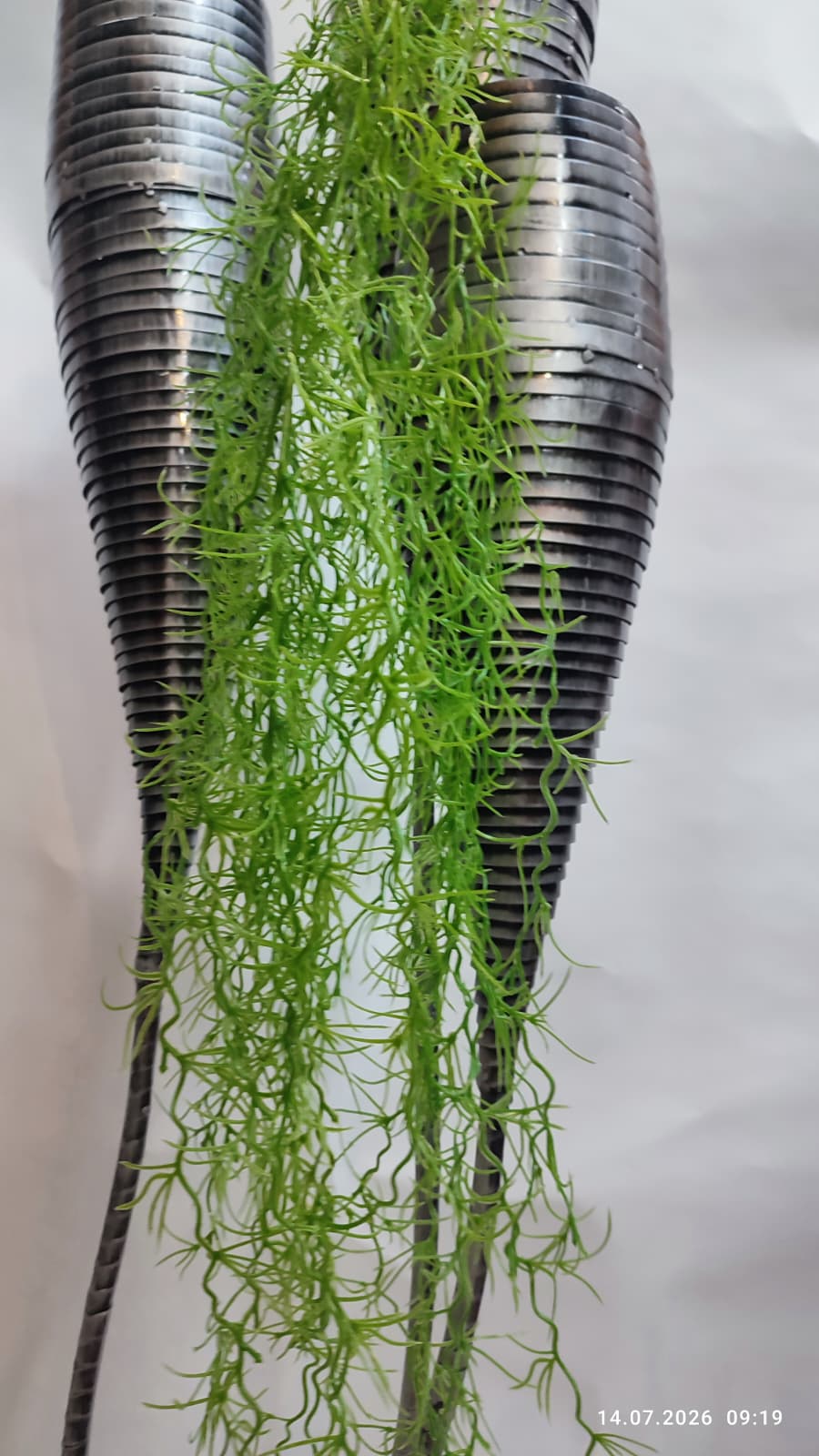 Plante Curgatoare