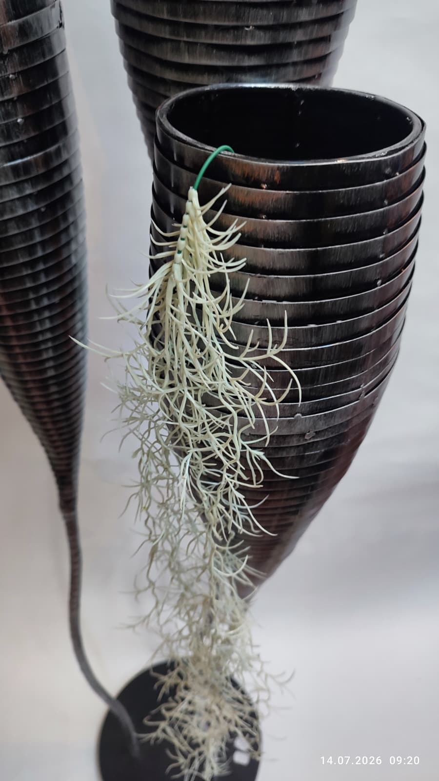 Plante Curgatoare
