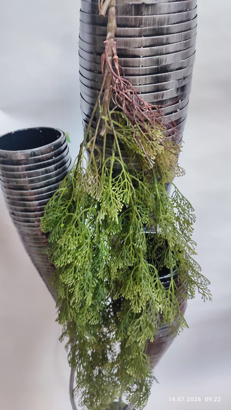 Plante Curgatoare