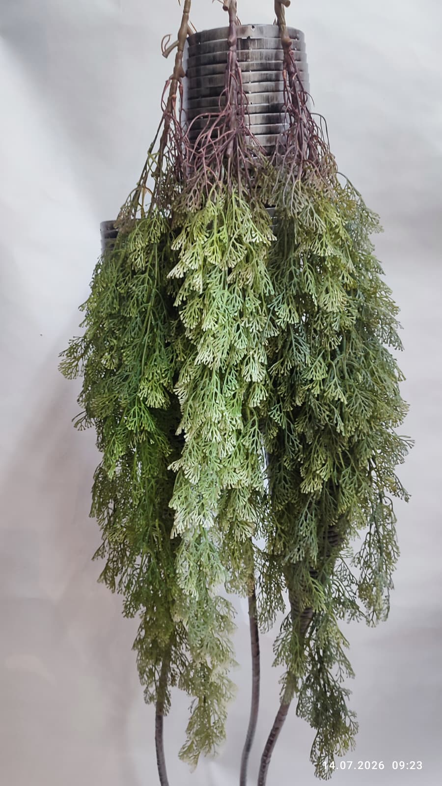 Plante Curgatoare