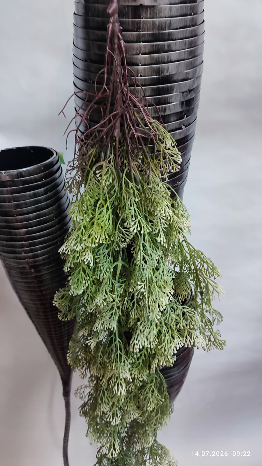 Plante Curgatoare