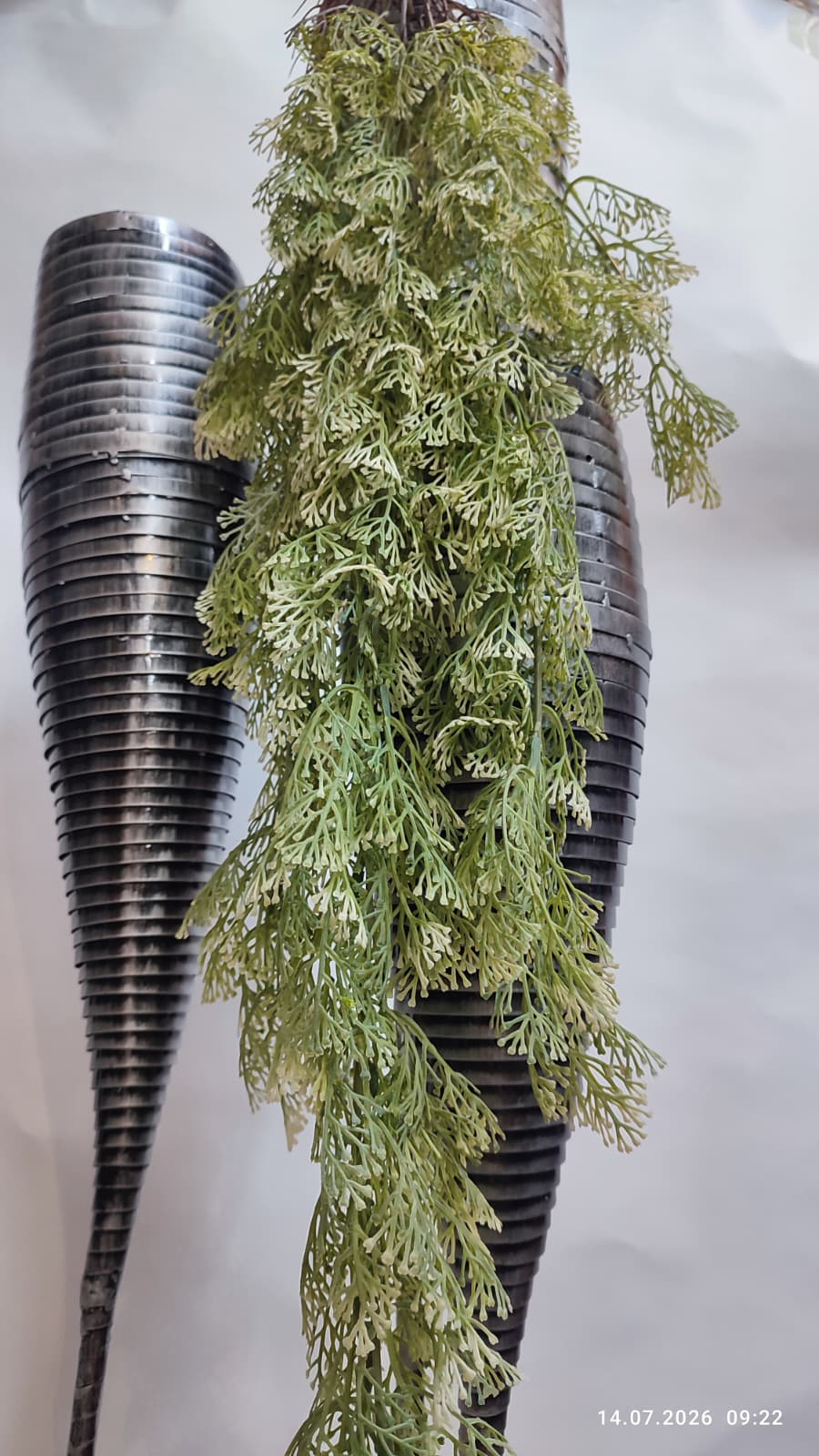 Plante Curgatoare