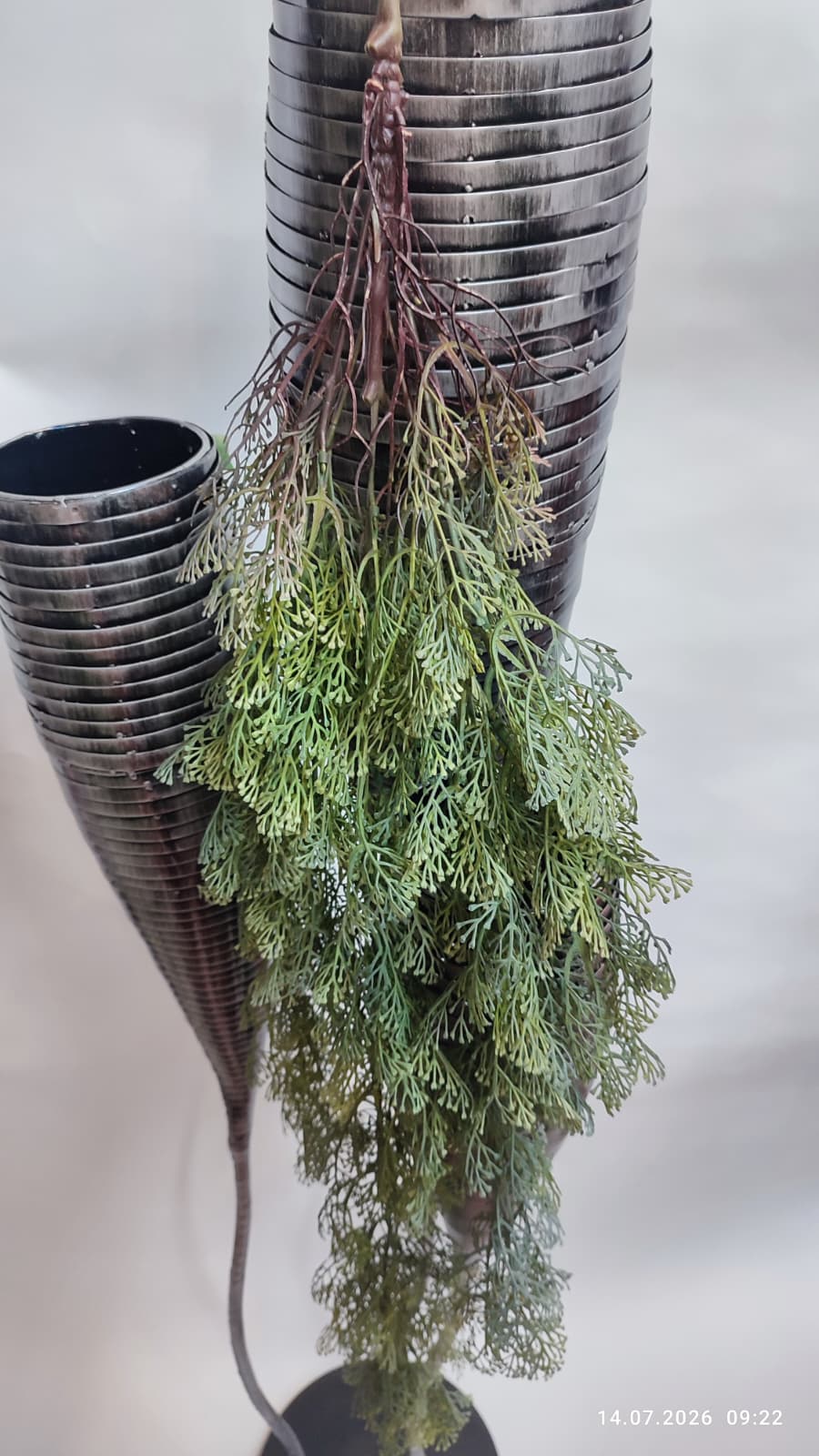 Plante Curgatoare