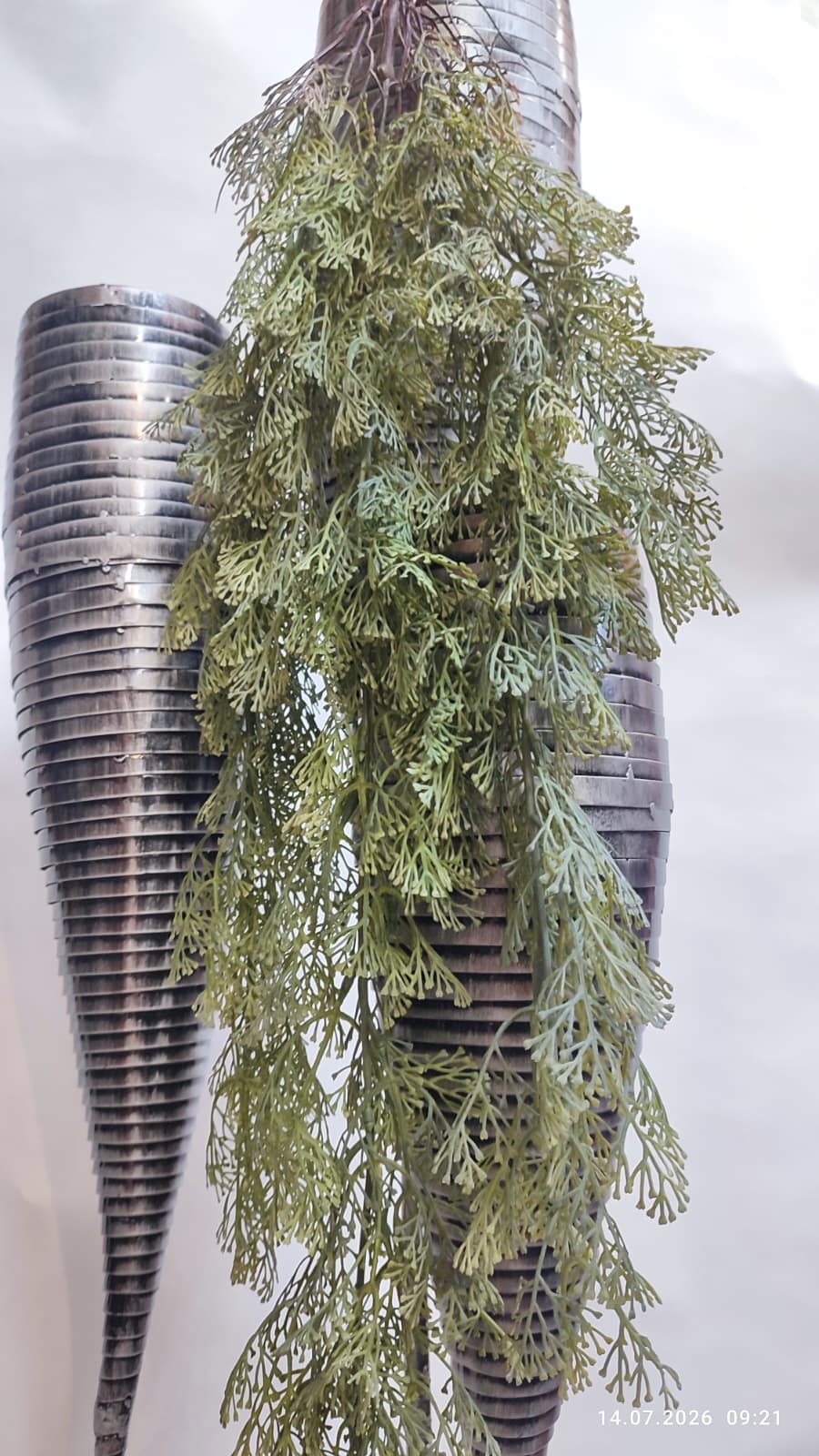 Plante Curgatoare