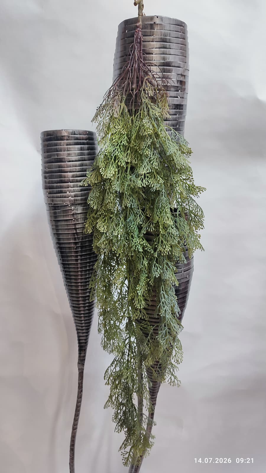 Plante Curgatoare