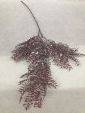 Crenguta Ruscus  Silcon