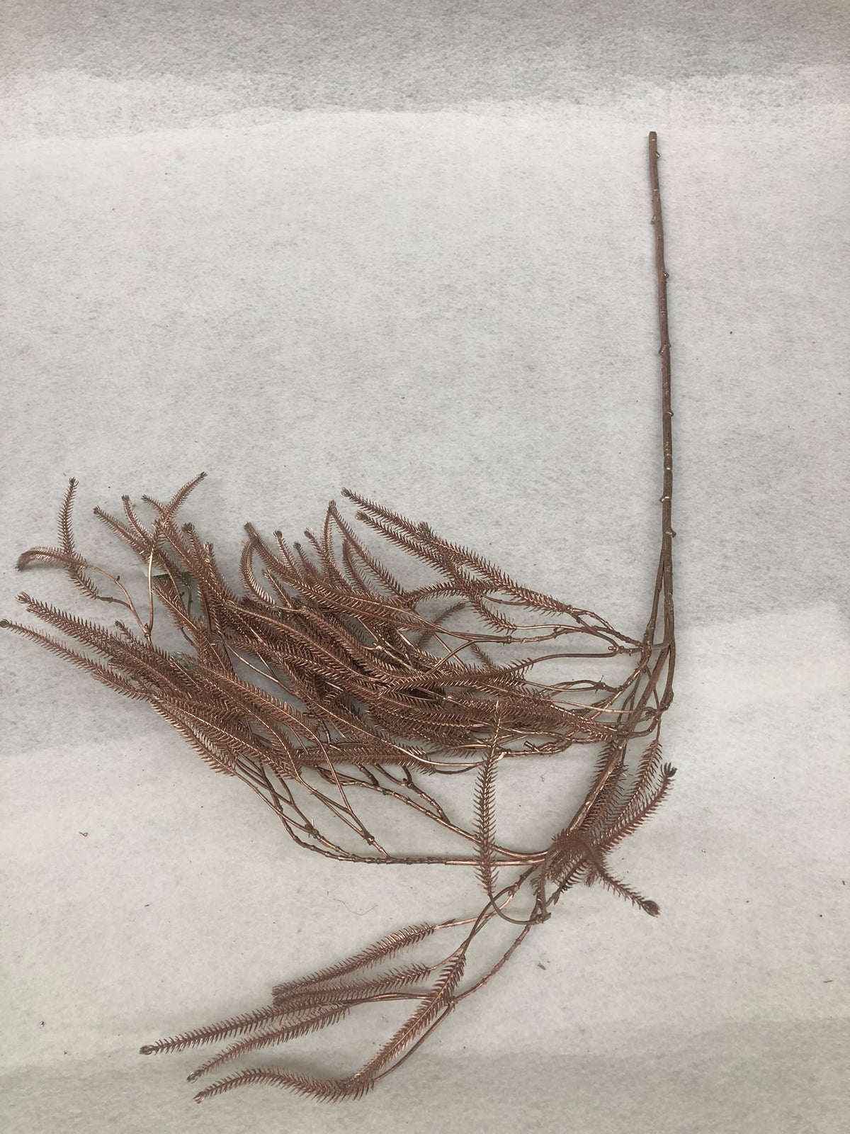 Crenguta Silicon Feriga