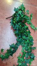 Buchet Iedera Curgatoare