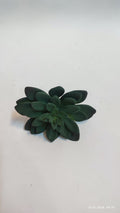 Suculente Decorative Artificiale