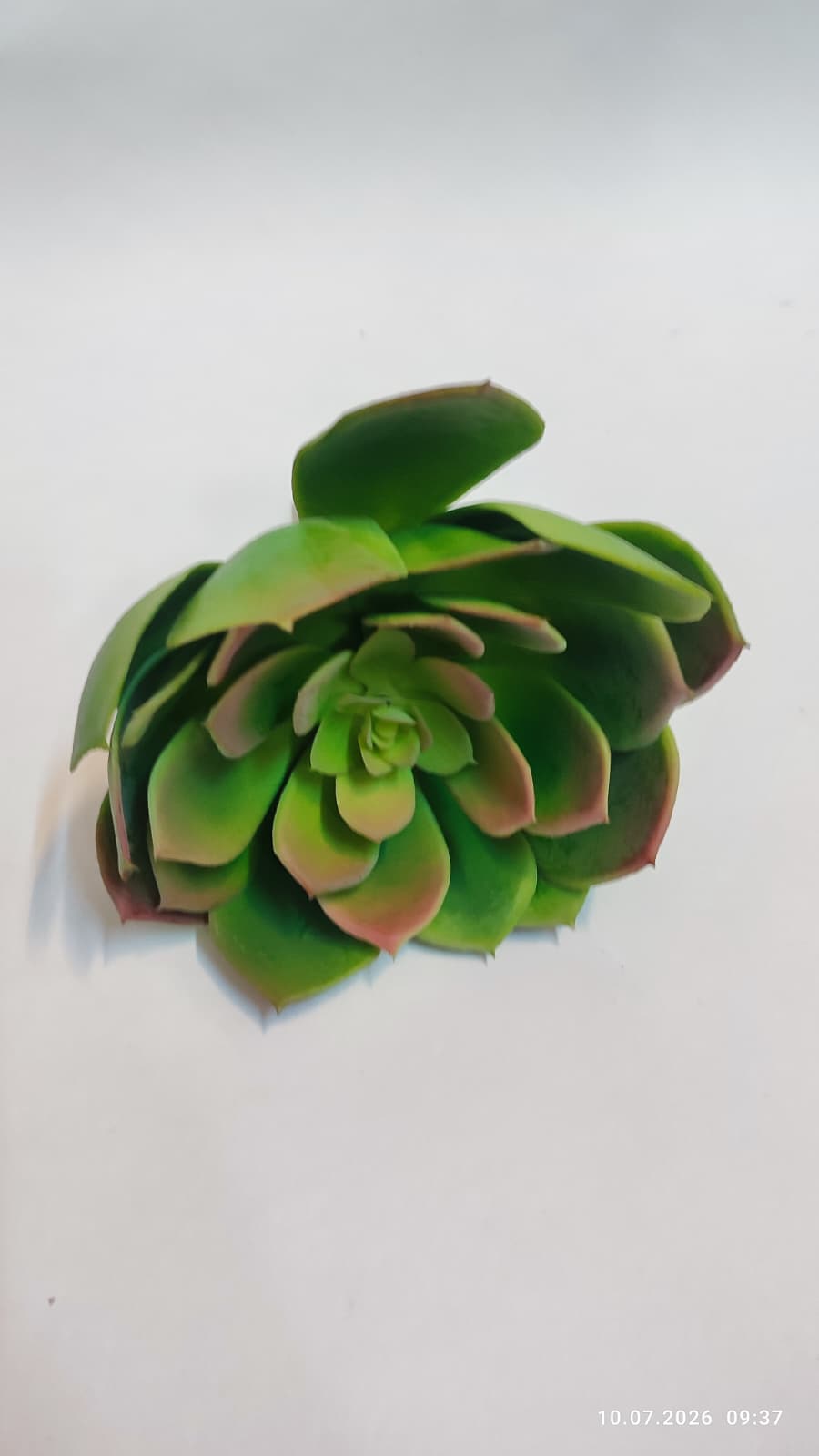 Suculente Decorative Artificiale