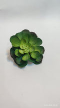 Suculente Decorative Artificiale